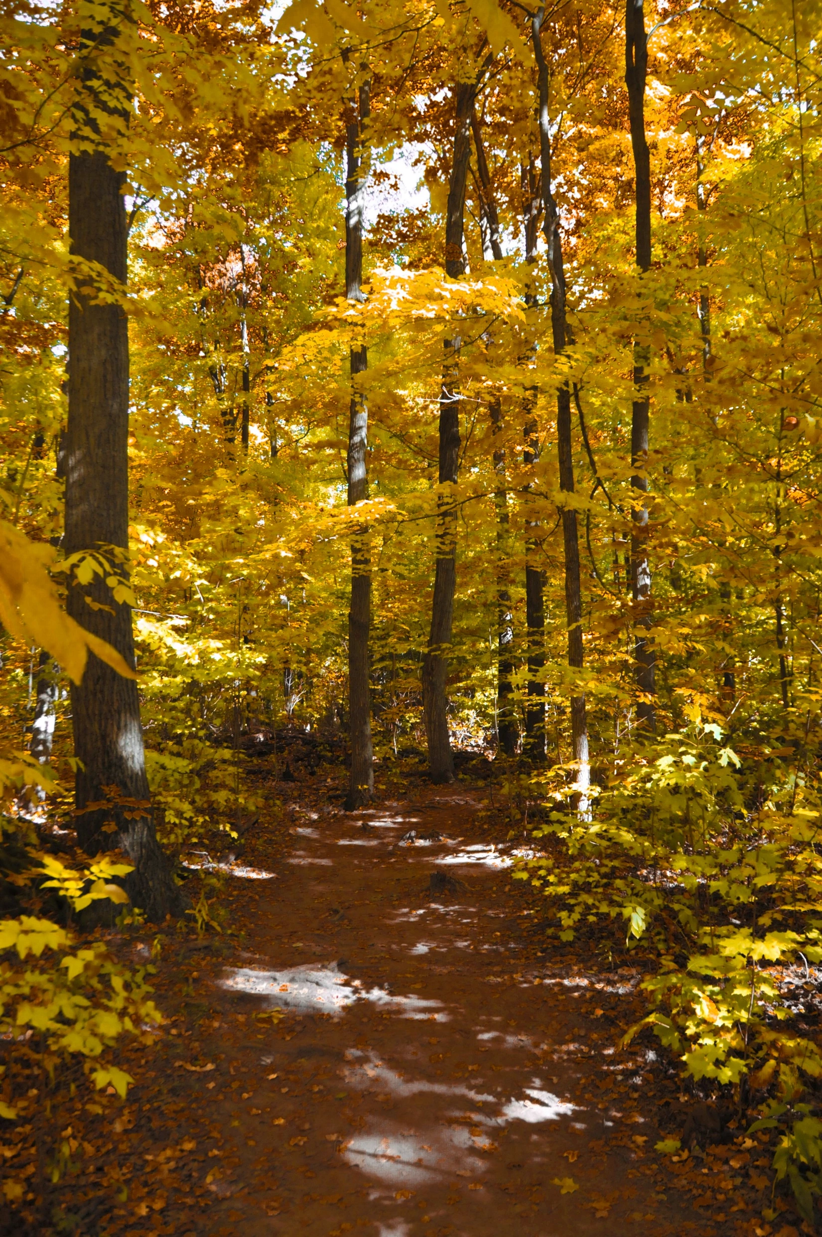 A golden forest trail in Aurora in autumn