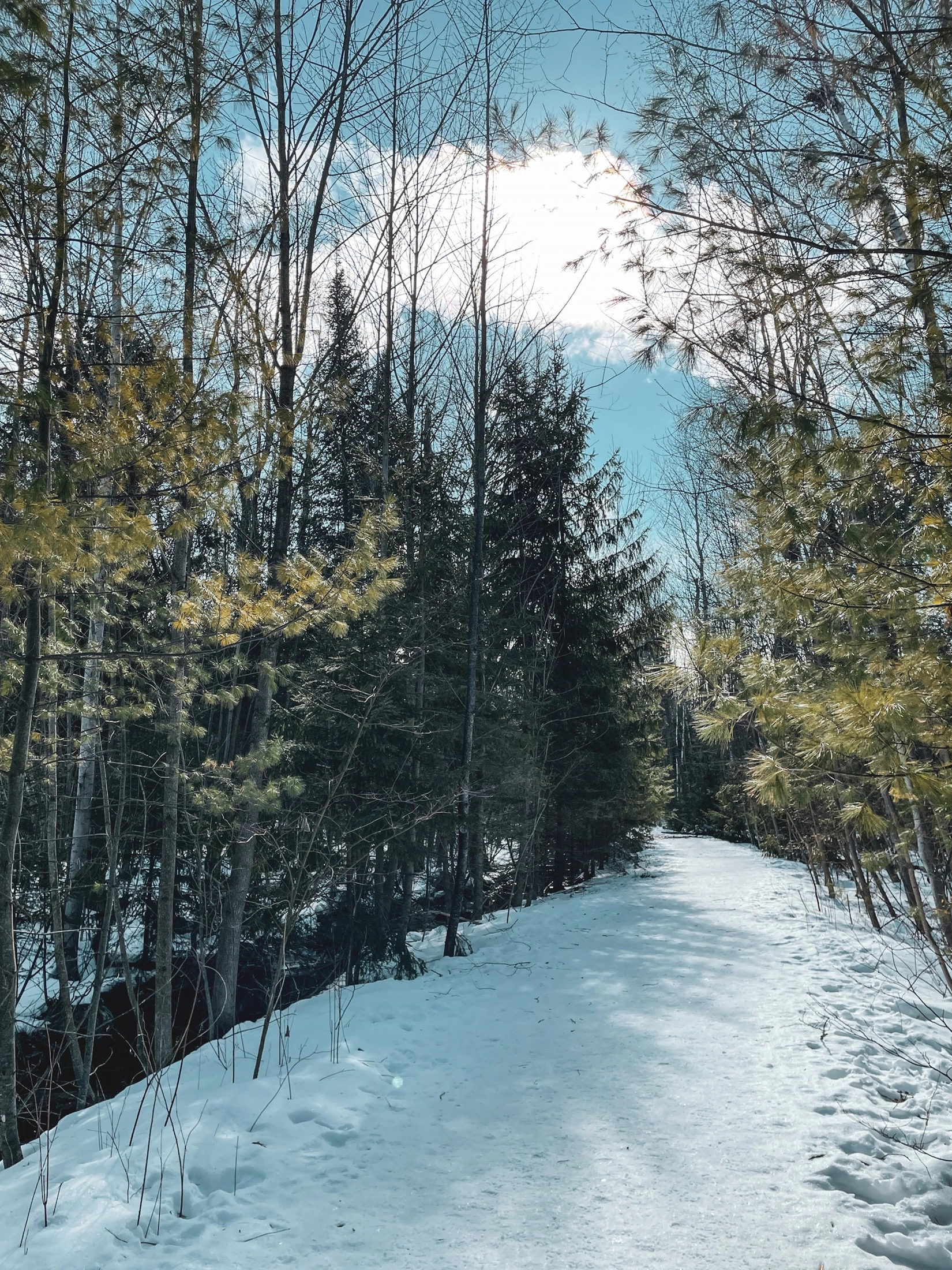 A snow-covered trail through evergreens near Barrie