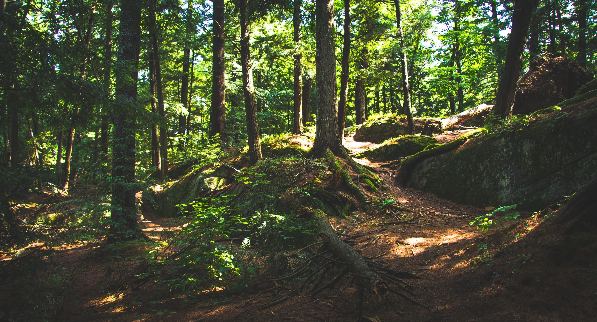 A forest trail dappled with sunlight near Bracebridge