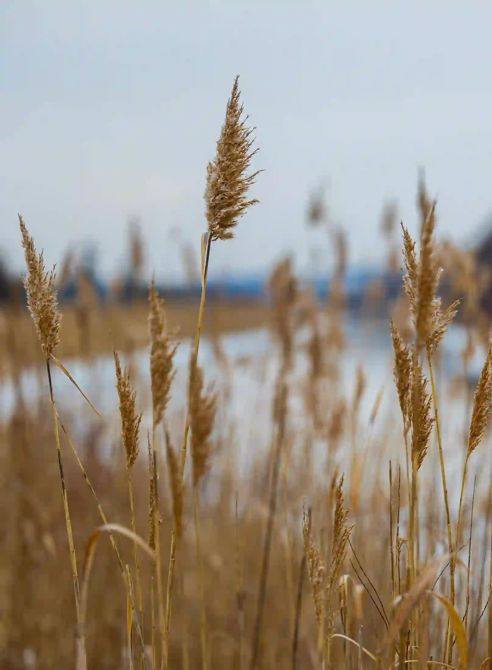 Dried marsh grasses beside the Holland Marsh canal
