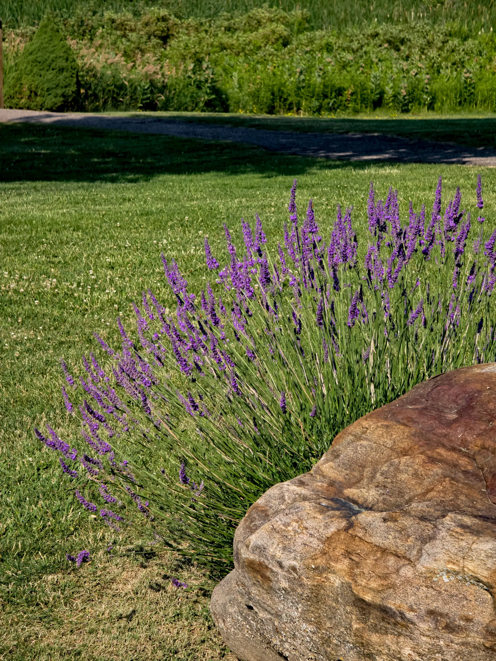 Lavender growing beside a fieldstone boulder