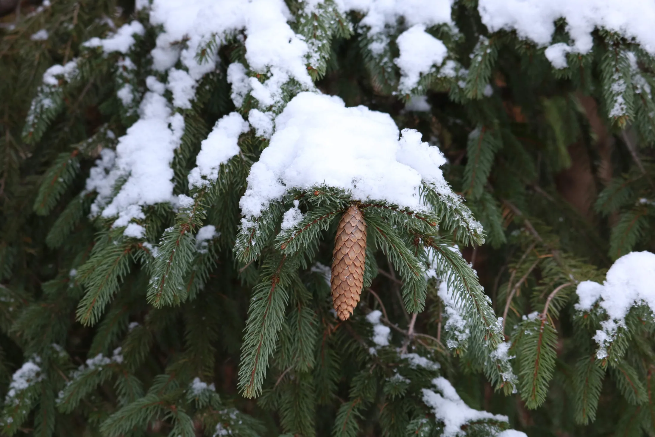 Snow resting on pine branches with a pinecone