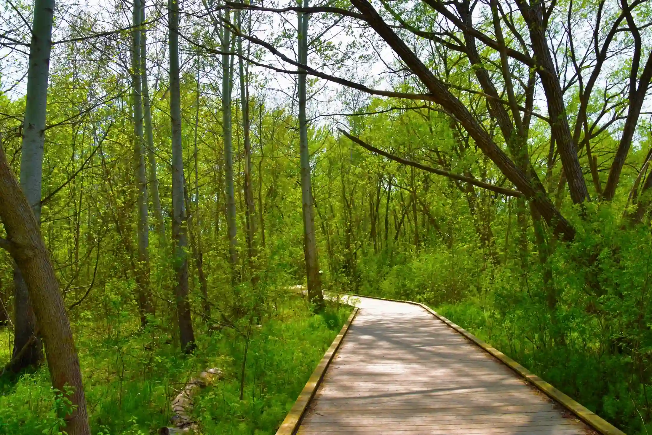 A boardwalk trail through spring forest near Collingwood