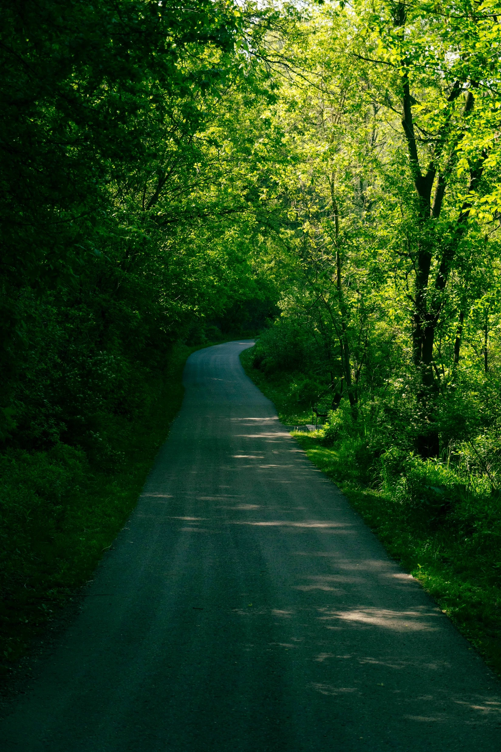 A quiet tree-lined county road near East Gwillimbury