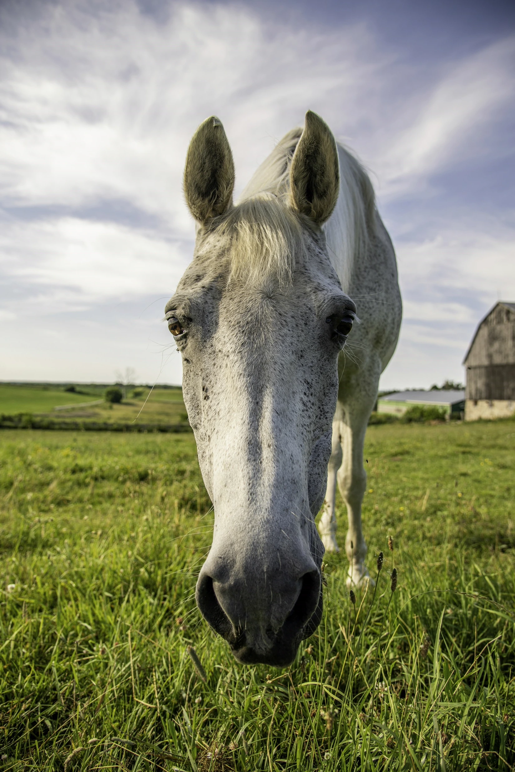 A white horse grazing in a field in front of a barn in East Gwillimbury