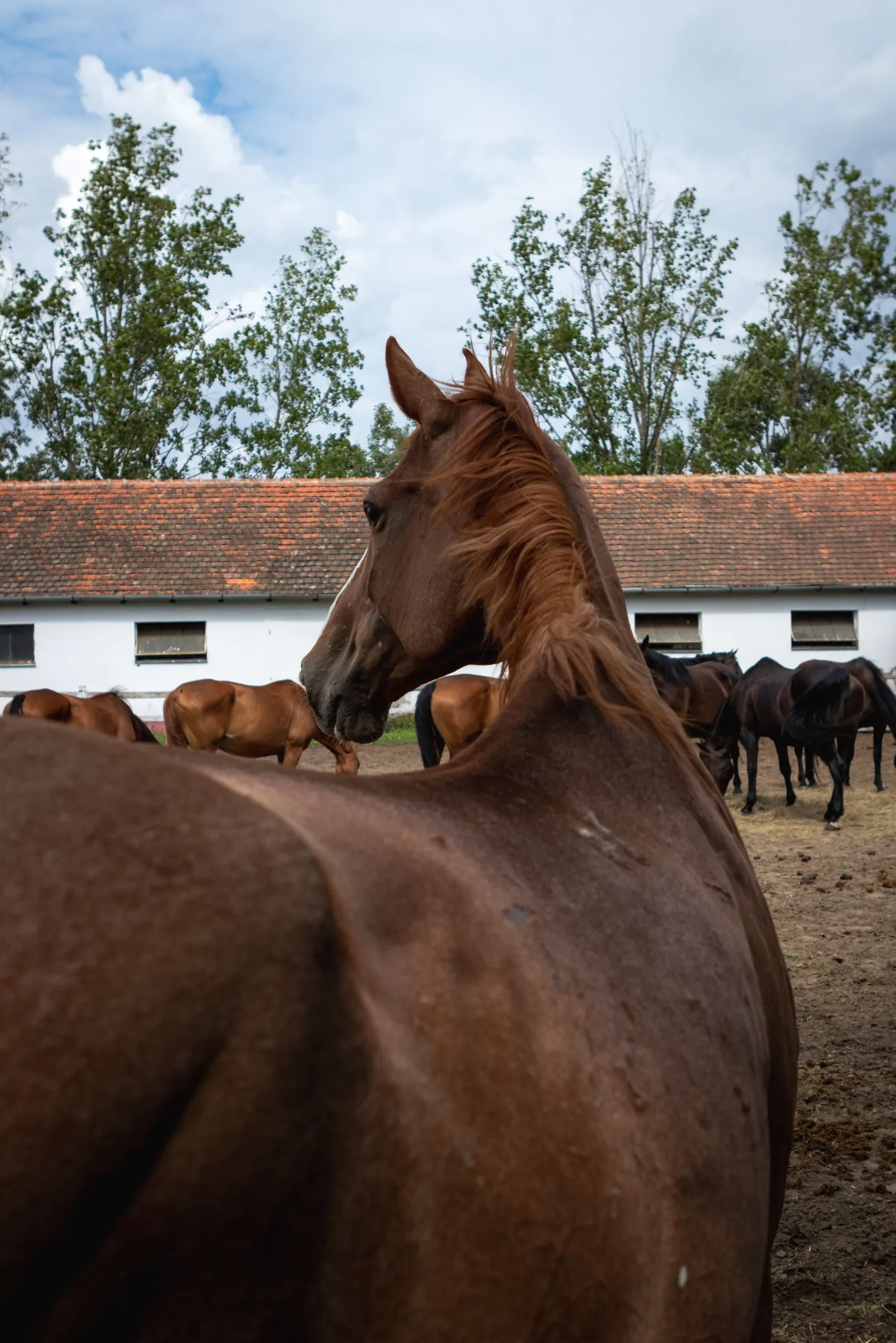 Horses gathered by a barn on a clear day