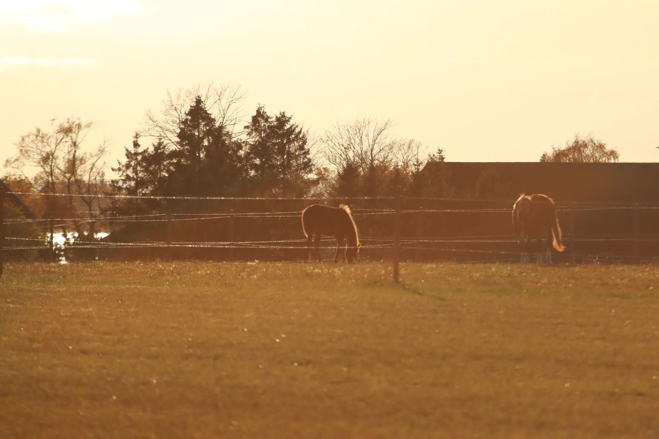 Horses grazing in a paddock at sunset