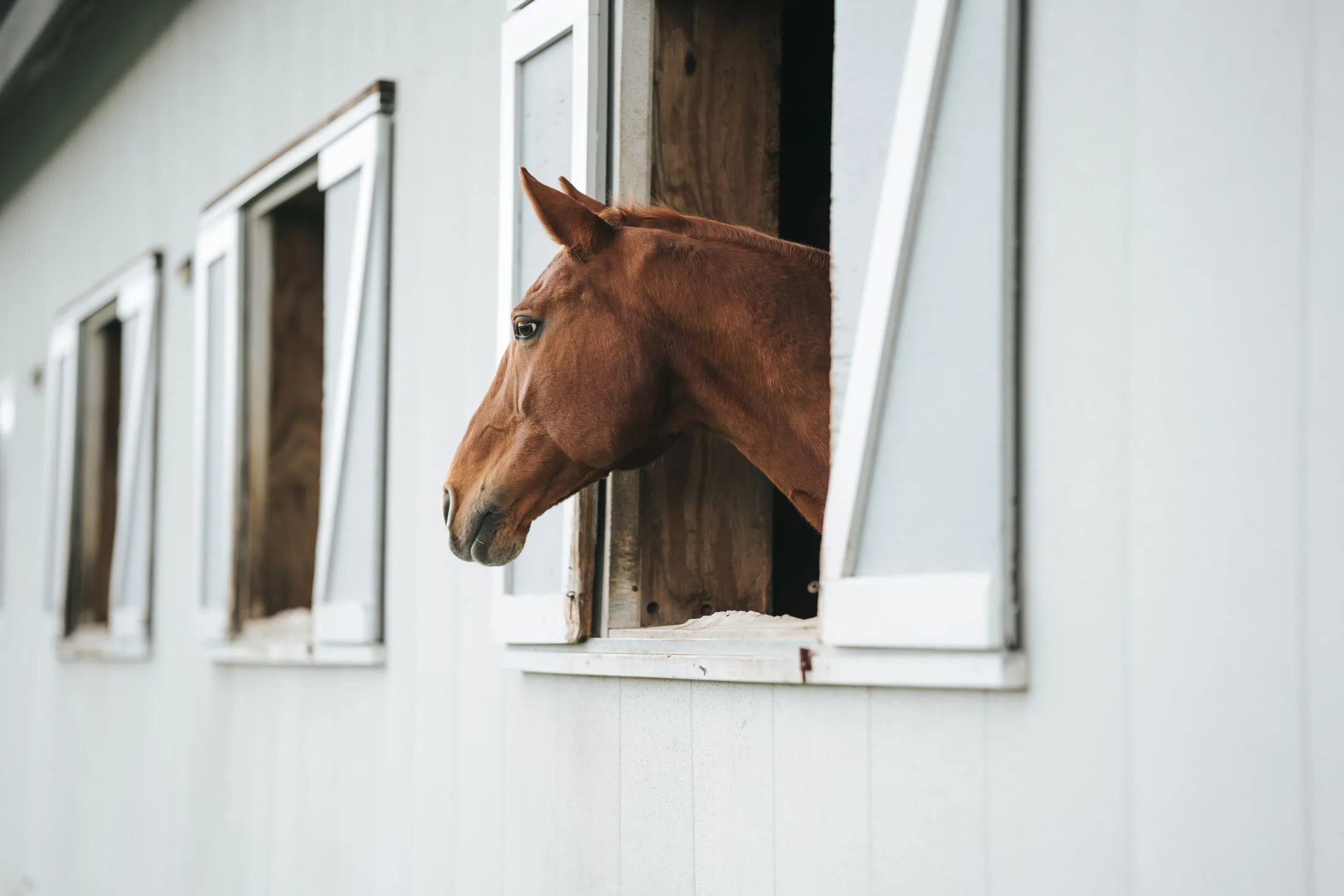 A chestnut horse looking out of a stable window