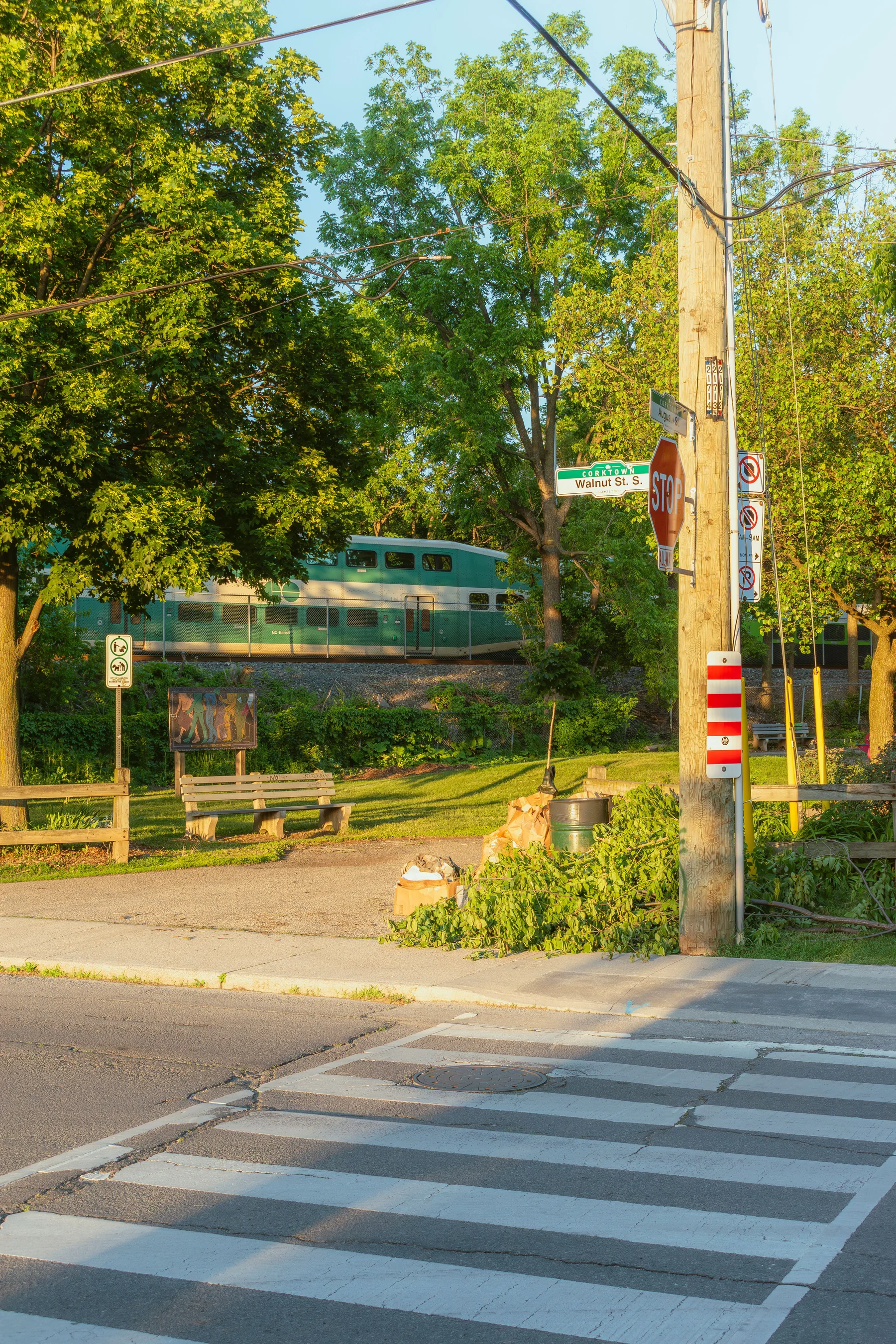 A quiet Hamilton street corner with a crosswalk and greenery