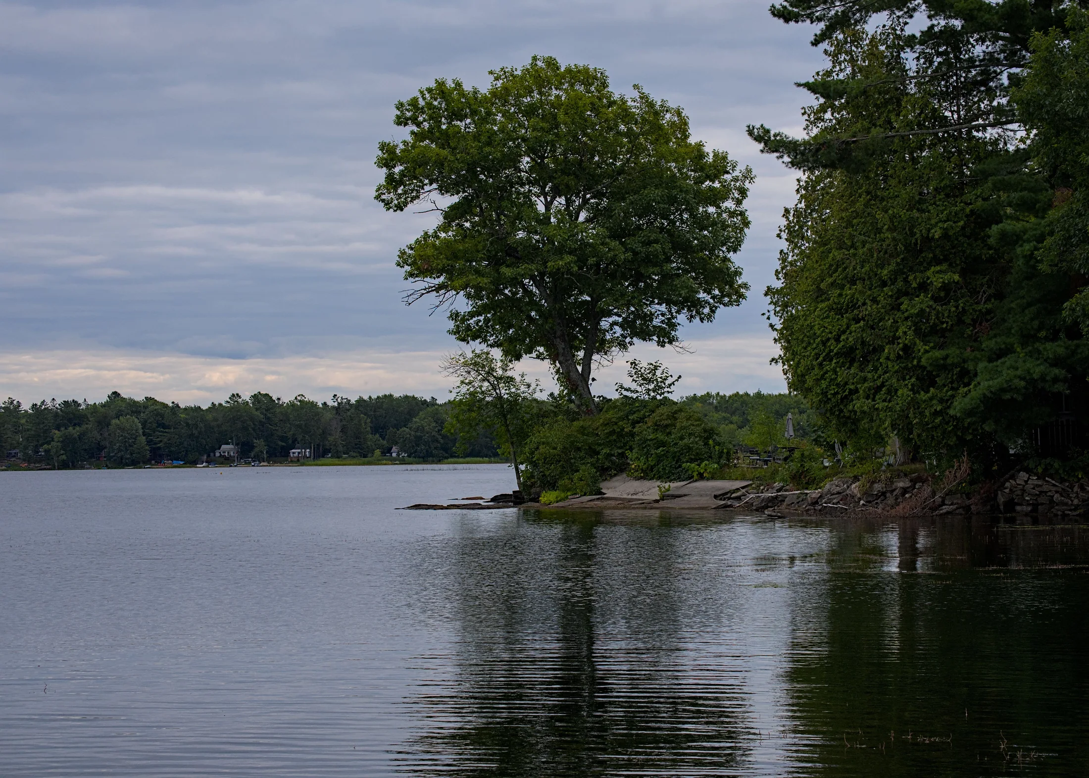 A quiet shoreline with a lone tree near Huntsville