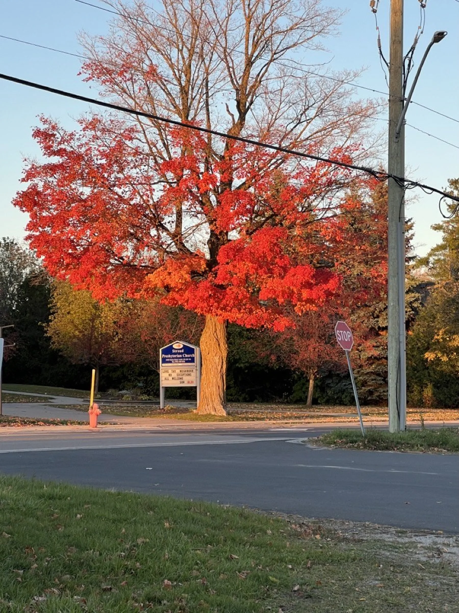 A bright red maple tree on an Innisfil street in fall