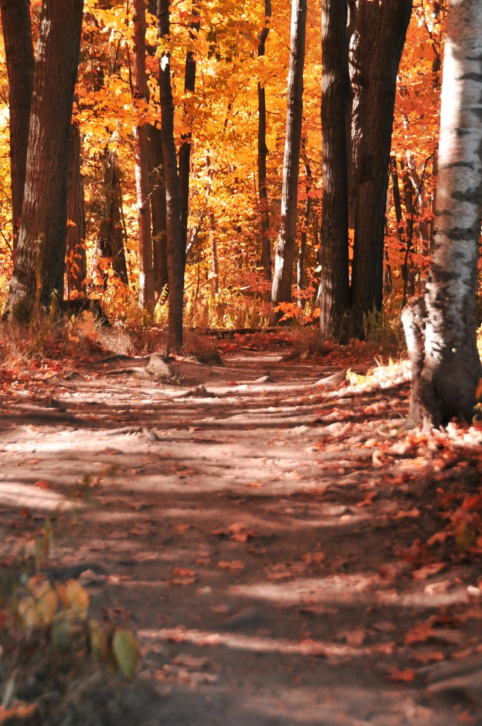 A golden autumn forest path through birch and maple trees