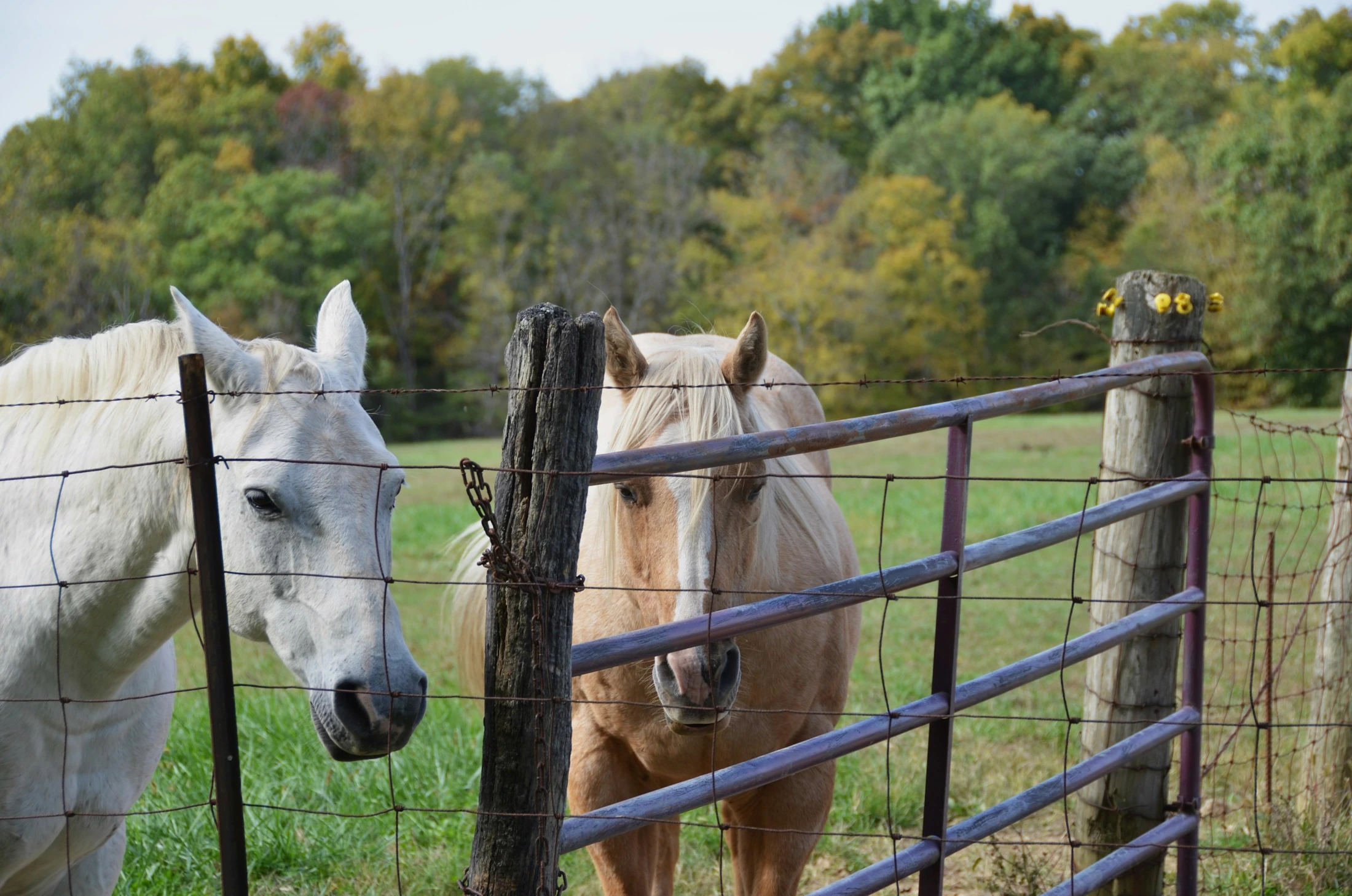 Two horses looking over a fence with autumn trees behind them