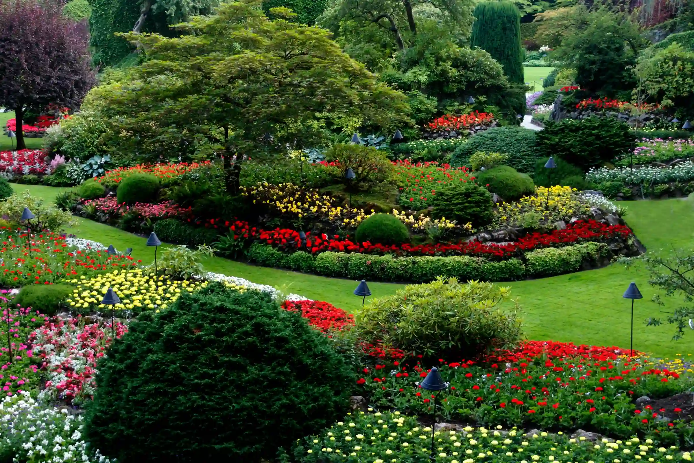 A landscaped garden with curved beds of red, yellow and white flowers around a mature tree