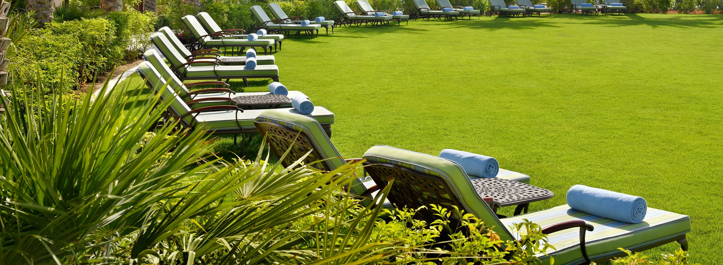 Rows of lounge chairs on a manicured lawn lined with palm trees