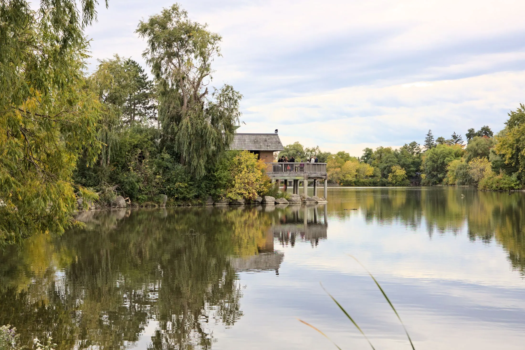 A calm pond in Markham, ringed by willows and leafy trees