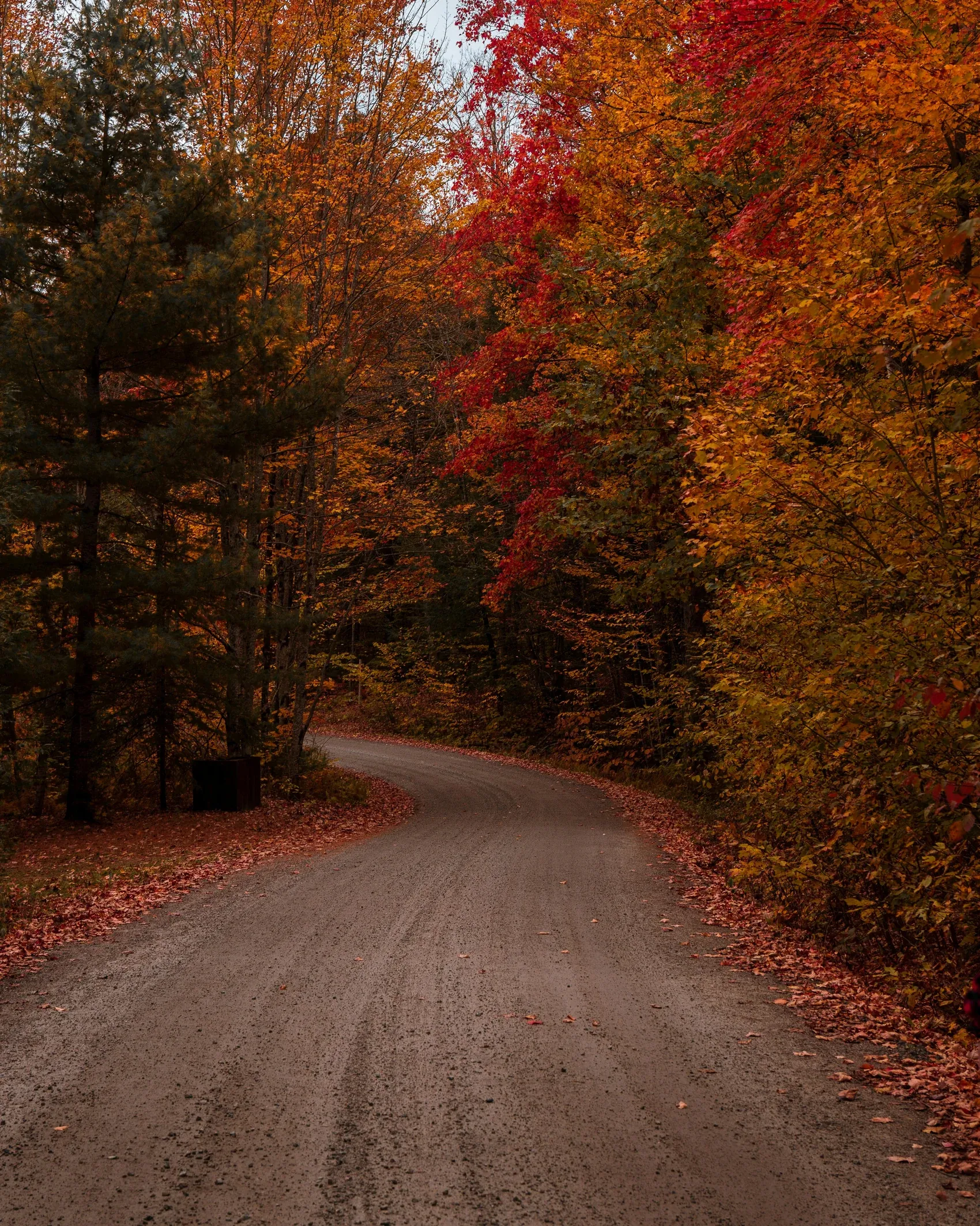 A gravel road winding through trees in full autumn colour