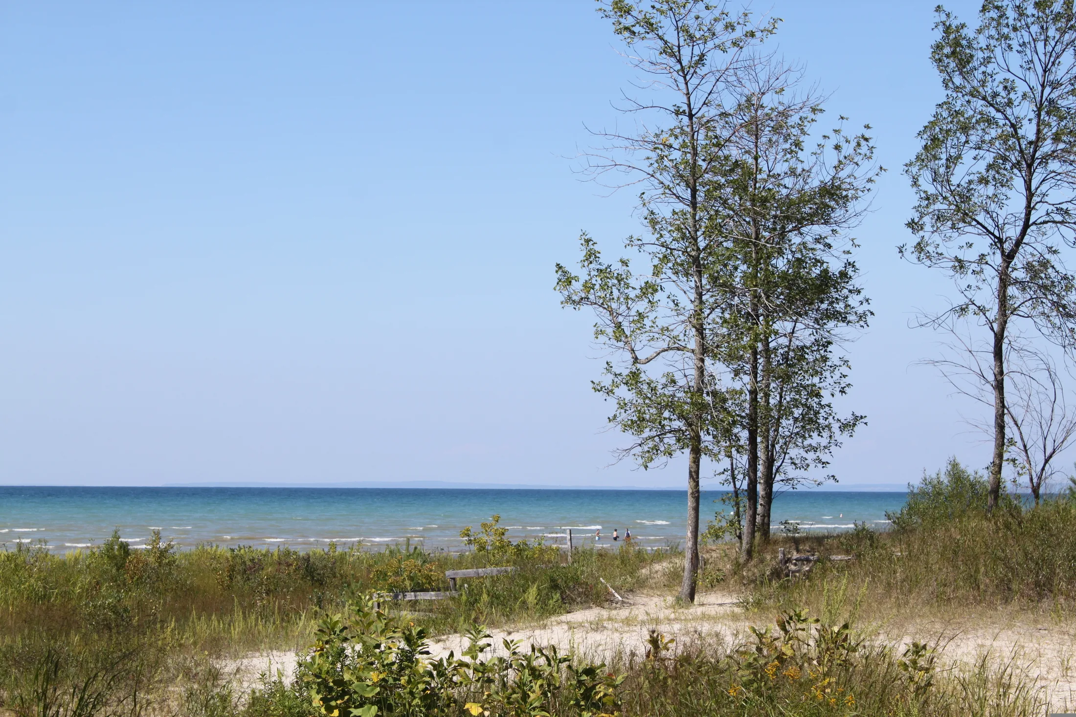 A sandy dune trail through beach grass and trees toward the water