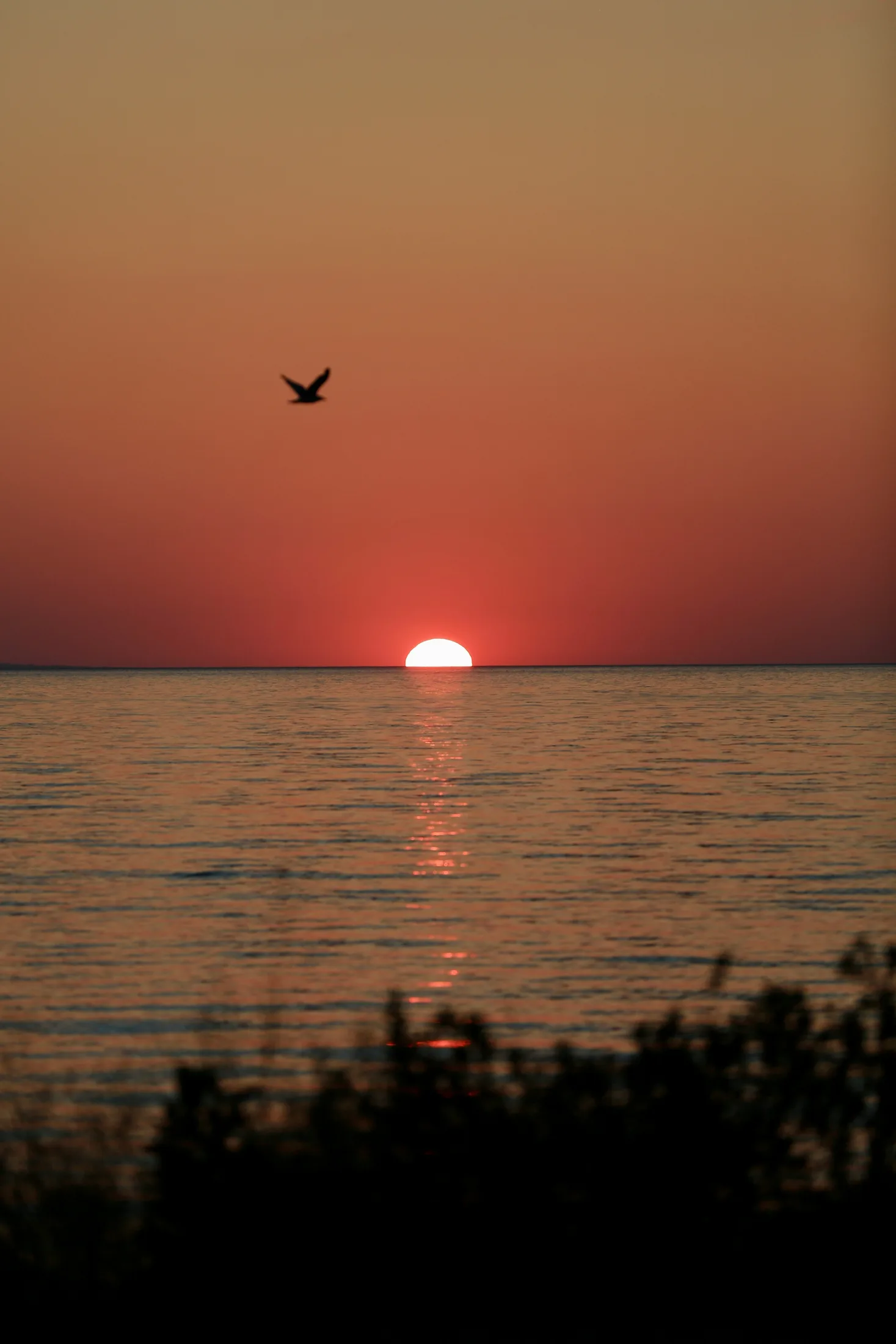 A bird flying over Georgian Bay at sunset, seen from the dunes