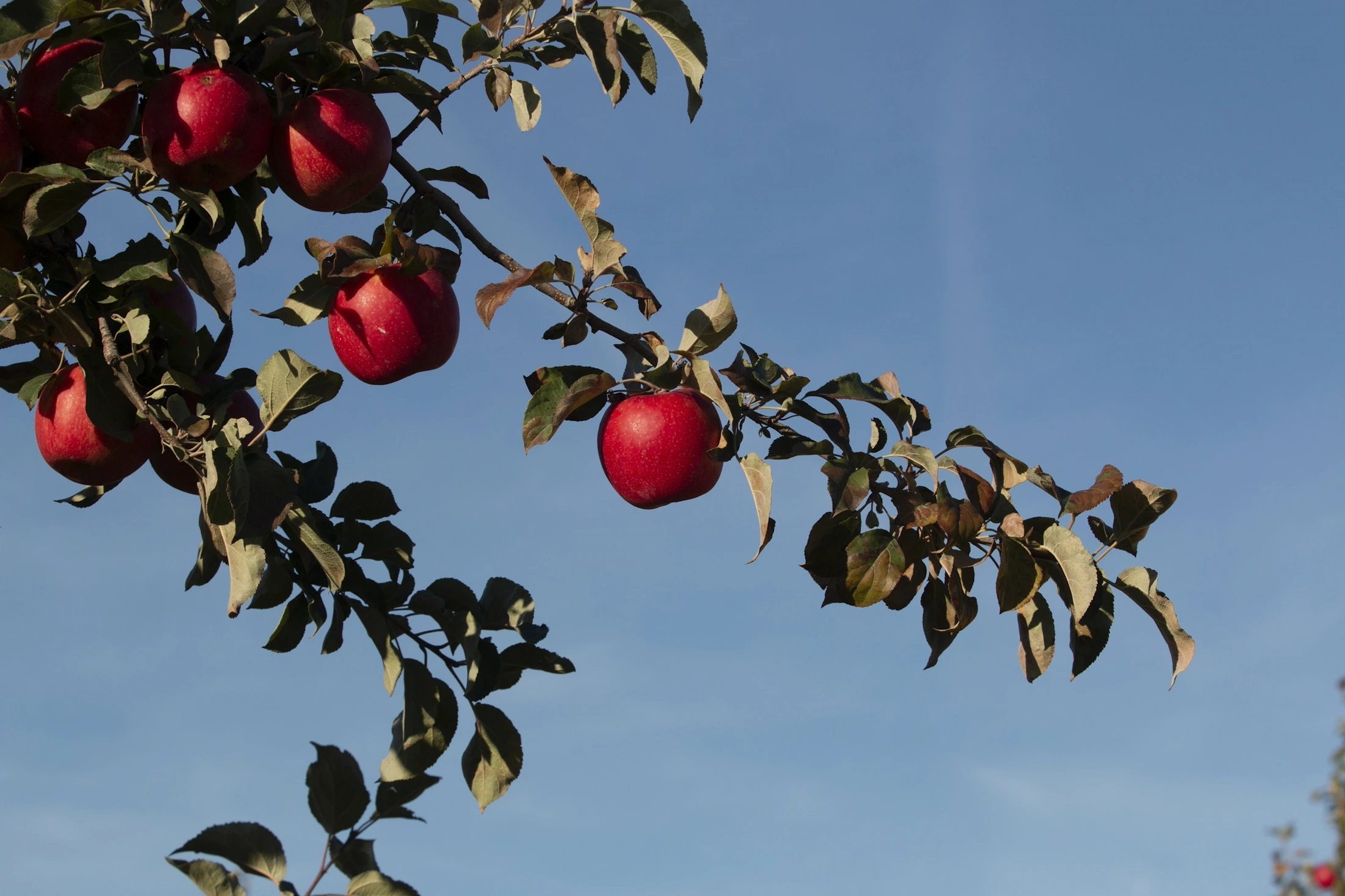 Red apples hanging on a branch against a blue sky