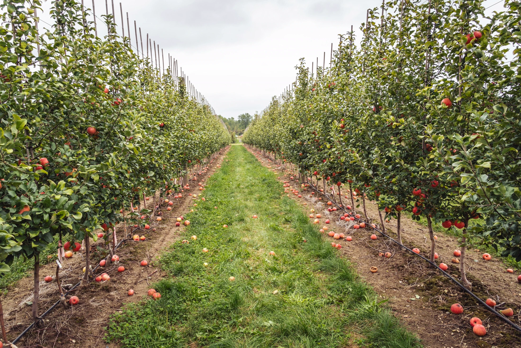 Rows of apple trees heavy with fruit in an orchard