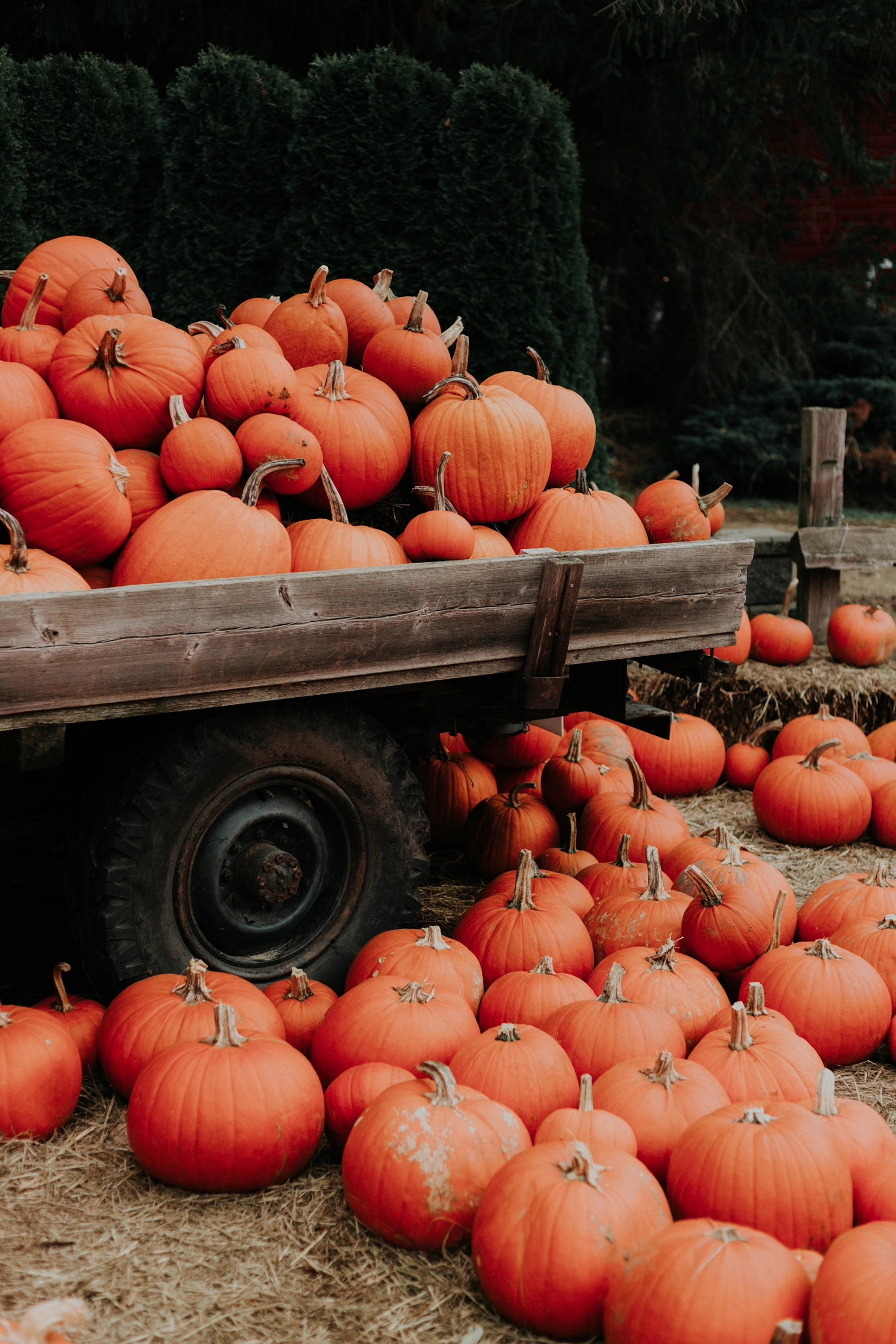 A wagon piled with pumpkins at a fall harvest farm